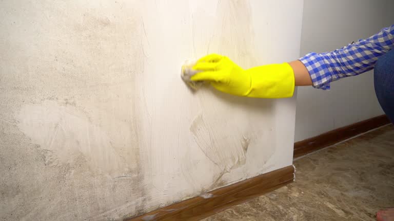 Best Black Mold Removal  in Fairfax, IA