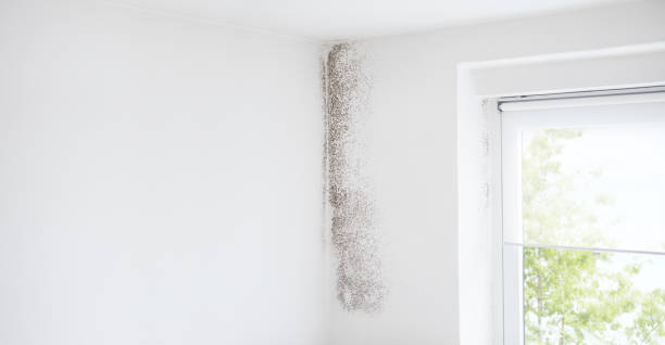  Fairfax, IA Mold Removal Pros