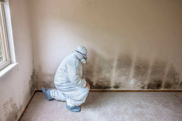 Best Airborne Mold Testing  in Fairfax, IA