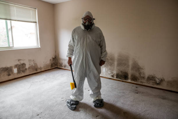 Best Basement Mold Removal  in Fairfax, IA