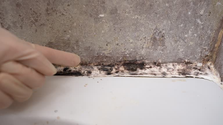 Best Mold Documentation for Insurance Claims  in Fairfax, IA