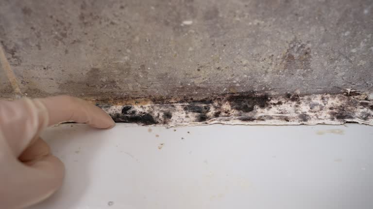 Best Commercial Mold Inspection  in Fairfax, IA